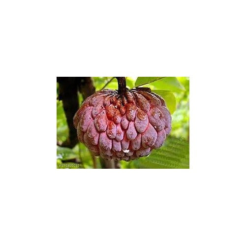 Red Custard Apple Tree Seeds for Planting [neera-v5-d1388dd329fbd5be2fd3]