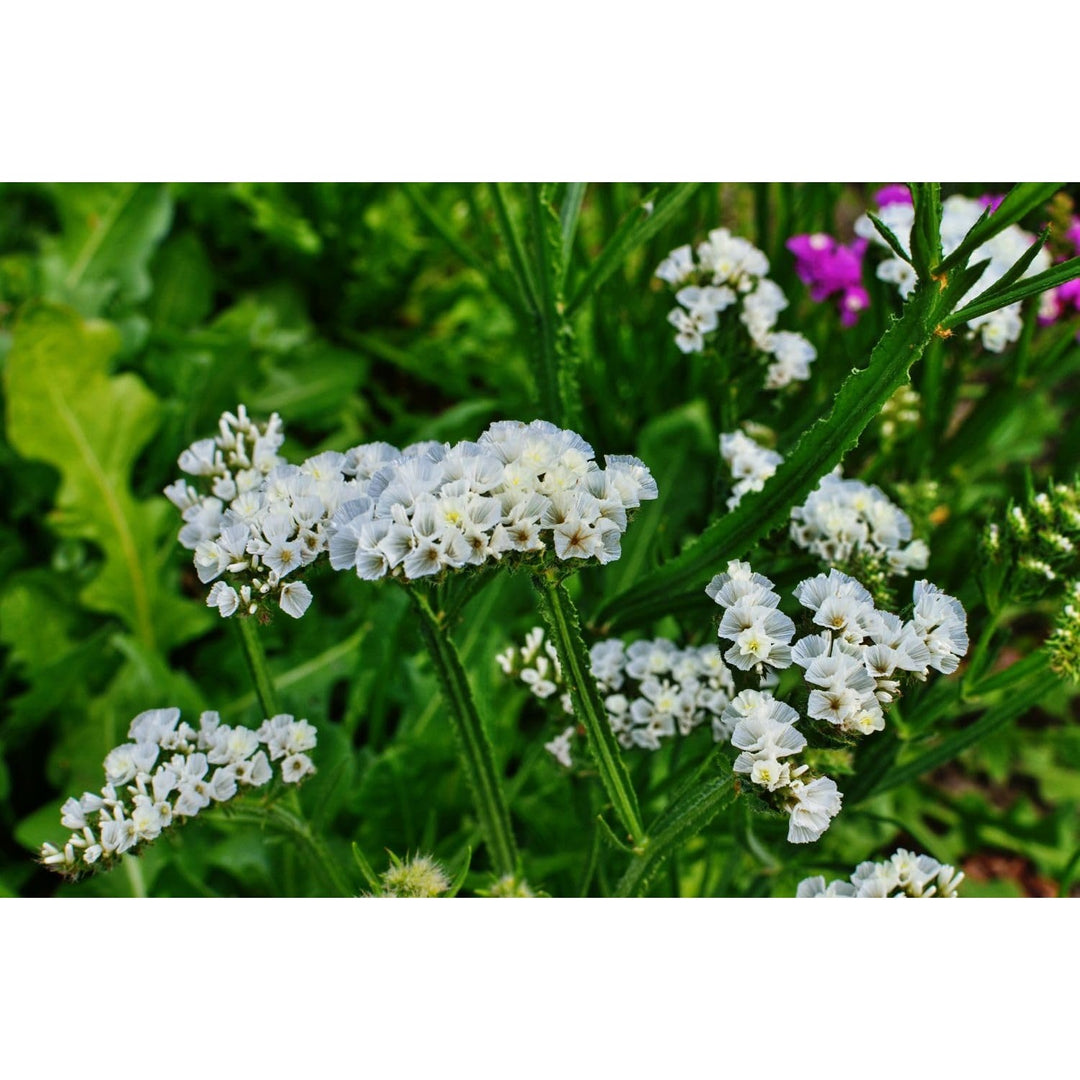 Lavender Sea Flower For Garden Flower Seeds for Home Garden Planting, Premium Organic Blooming [neera-v5-d13aaf565480a028ff8c]