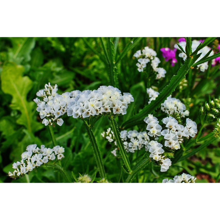 Lavender Sea Flower For Garden Flower Seeds for Home Garden Planting, Premium Organic Blooming [neera-v5-d13aaf565480a028ff8c]