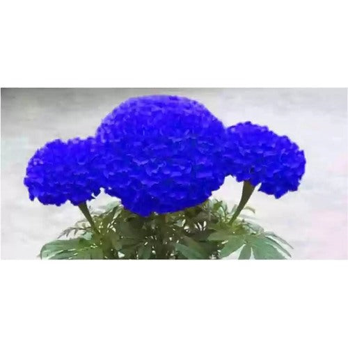 Heirloom Non-GMO Marigold Flower Seeds for Planting [neera-v5-d13fd2b364ea04cde021]