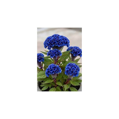 Blue Cockscomb Flower Seeds for Planting [neera-v5-d141f78906c623819c86]