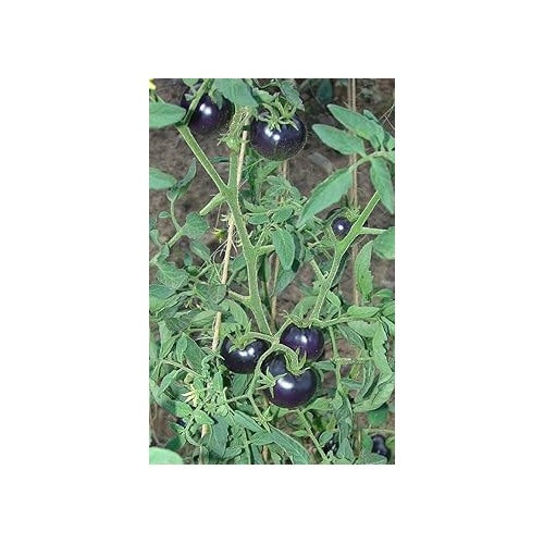 Blue Tomato Seeds for Planting [neera-v5-d15025b484f6bfb8c025]