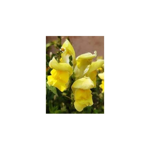 Snapdragon Golden Flower Seeds for Garden Planting [neera-v5-d157e04fdb7889ef4c7a]