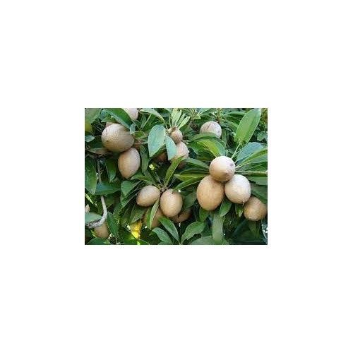 Manilkara Zapota Fruit Seeds for Planting [neera-v5-d15c8d65627134e61e3d]