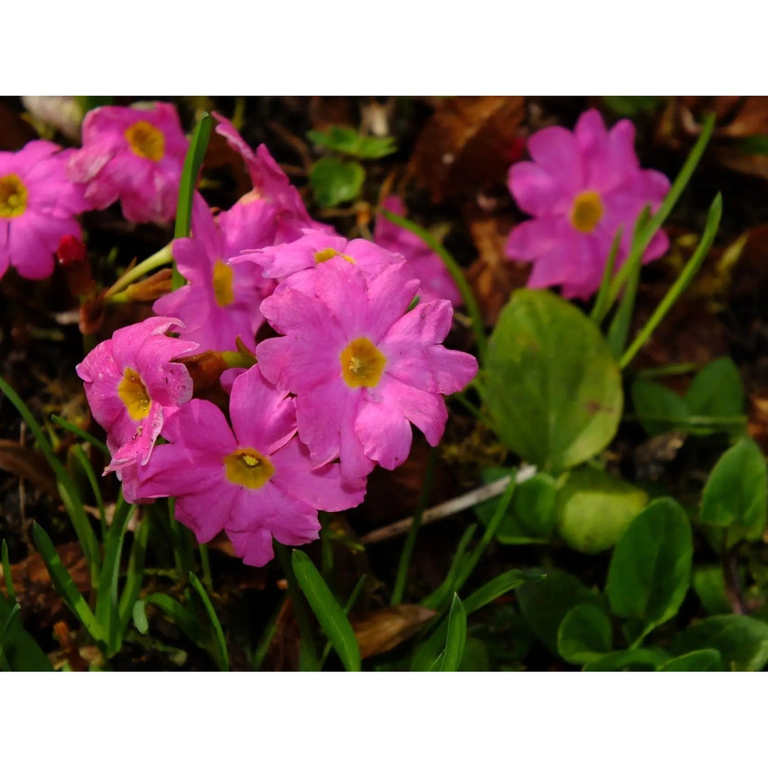 Himalayan Primrose Flower Heirloom Non Gmo For Planting Flower Seeds for Home Garden Planting, [neera-v5-d15dad398a2cb2ac0455]