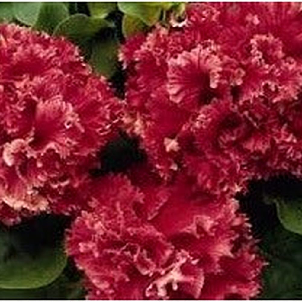 Double Pelleted Petunia Seeds for Planting [neera-v5-d166e6767eb431fbd920]