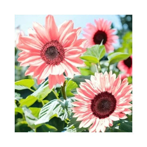 Pink Iris Tectorum Rose Sunflower Planting Non Gmo Heirloom Variety Blooms Flower Seeds [neera-v5-d18da71c47d1b22864ba]