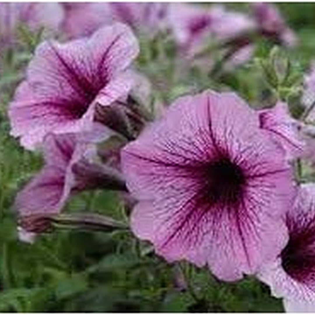 Heirloom Petunia Bordeaux Flower Seeds for Planting [neera-v5-d194f082ff59c9f33e7a]