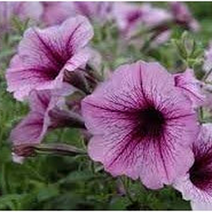Heirloom Petunia Bordeaux Flower Seeds for Planting [neera-v5-d194f082ff59c9f33e7a]