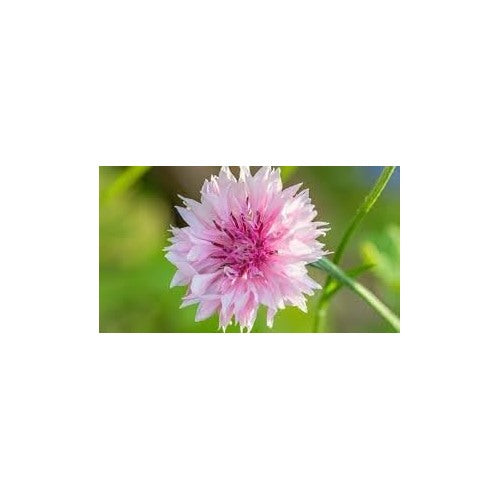 Cornflower Polka Dot Flower Seeds [neera-v5-d1a43b282f614aa3aa0d]