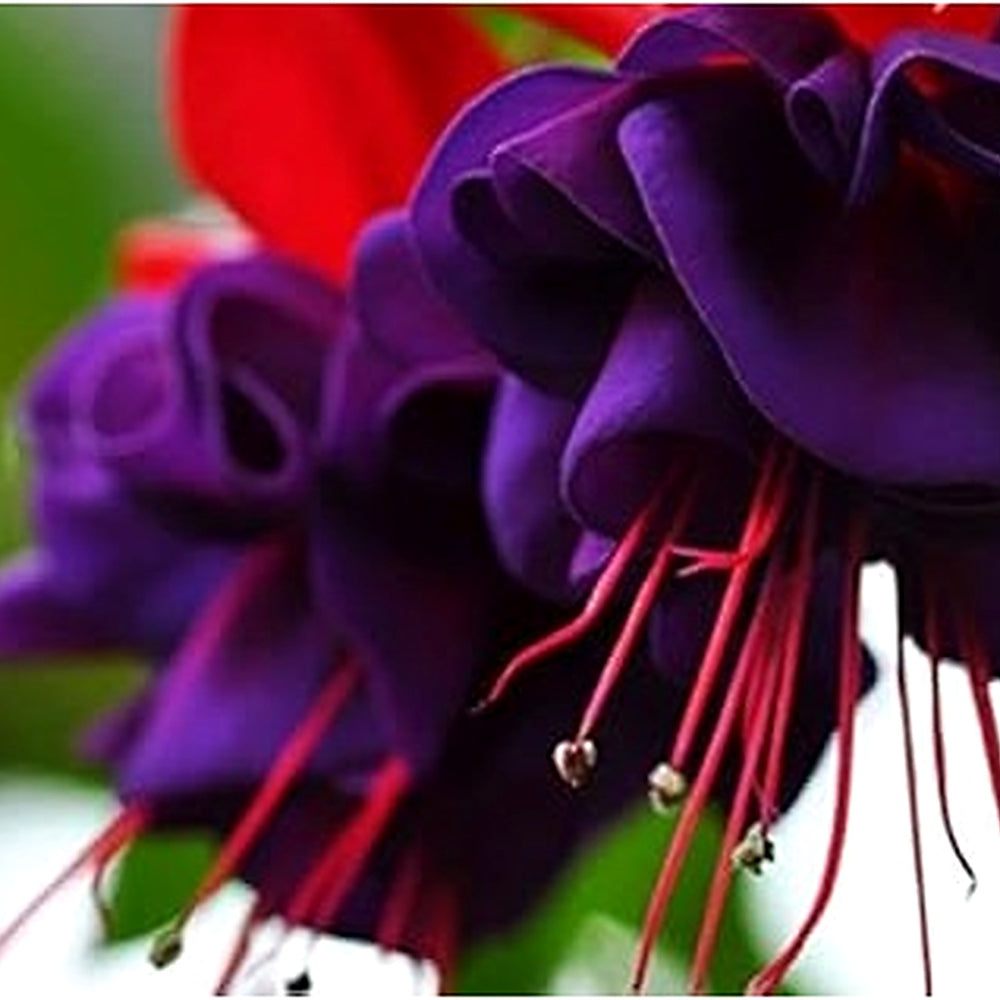 Heirloom Non-GMO Red Violet Fuchsia Hybrida Flower Seeds for Planting [neera-v5-d1aaad394db00dbe8c53]