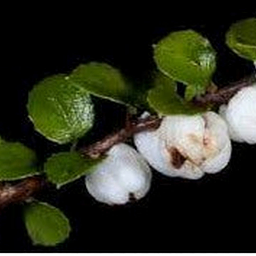 Gaultheria antipoda (Snowberry) Fruit Seeds [neera-v5-d1b0da0277fb0de71d59]