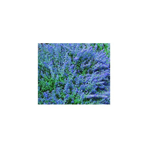 Blue Catmint Plant Seeds for Planting [neera-v5-d1bb803162279f3b1eb4]