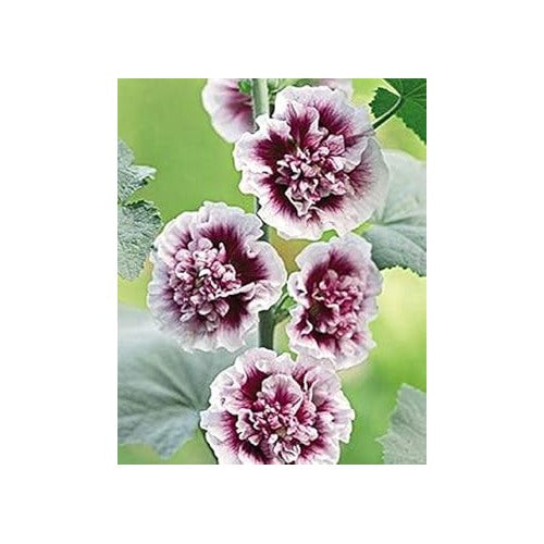 Hollyhock White Purple Seeds for Planting [neera-v5-d1c42cdc6096c8aa40b3]