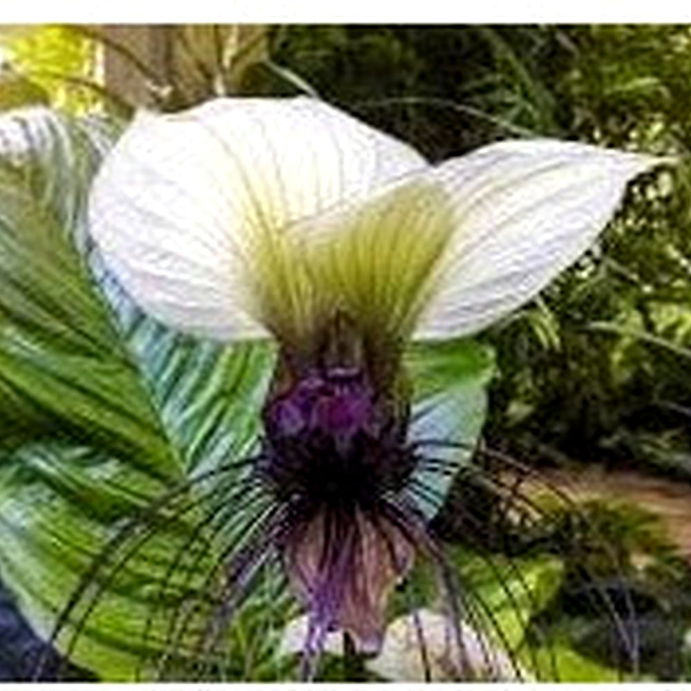 Tacca Nivea Bat Flower Seeds [neera-v5-d1c5136059865f3487c7]