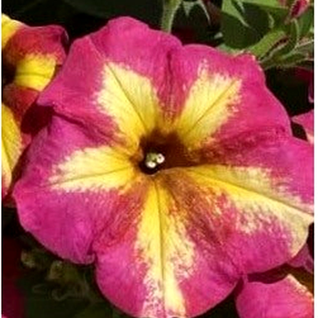 Purple Yellow Petunia Flower Seeds for Planting [neera-v5-d1ced45c0ce3dd1507fc]