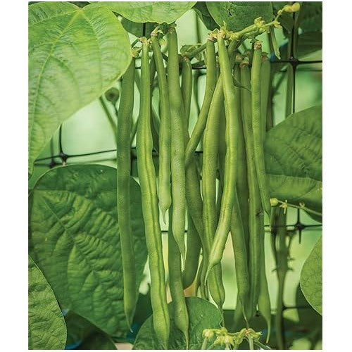 Mogettes Beans Vegetable Seeds for Planting [neera-v5-d1d2db3b039a51b185d4]