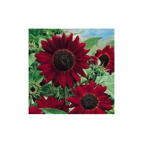 Dark Red Sunflower Seeds for Planting [neera-v5-d1d7bab74408b0240633]