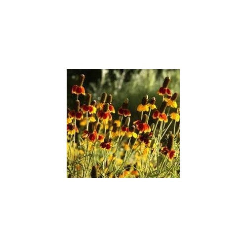 Heirloom Prairie Flower Seeds, Non-GMO Wildflower Mix for Naturalized Garden Planting [neera-v5-d1d8764b3b0f4f26a893]