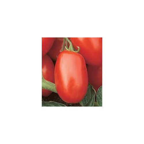 Tomato Viva Italia Vegetable Seeds for Planting [neera-v5-d1d8f8f94587983627e4]