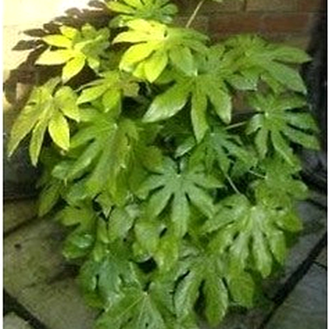 Green Fatsia Aralia Seeds [neera-v5-d1dae9c4cb8774efdf02]