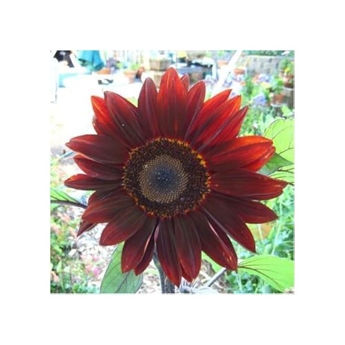 Red Moulin Sunflower Seeds for Planting [neera-v5-d1dd0c3164101748016e]