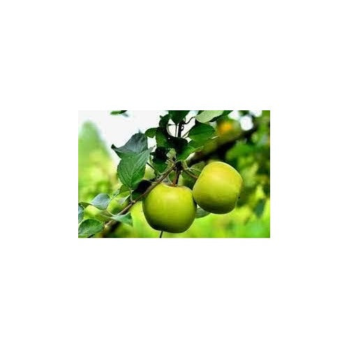 Light Green Apple Fruit Seeds for Planting [neera-v5-d1ea9a796e55c98484e9]