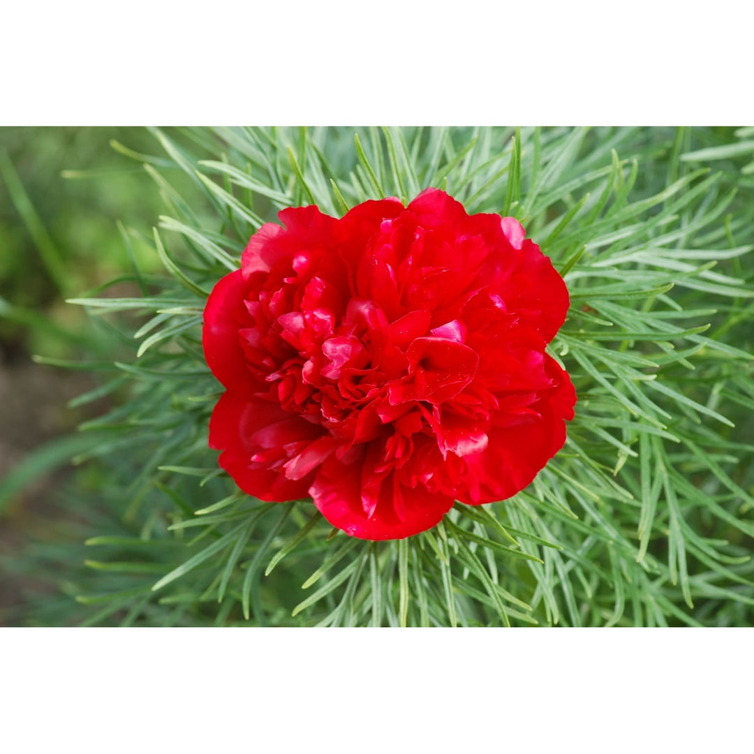 Red Heirloom Non Gmo Paeonia Tenufolia Flower For Planting Fragrant Early Blooming Garden Peonies [neera-v5-d1ecda1686f2b493e603]