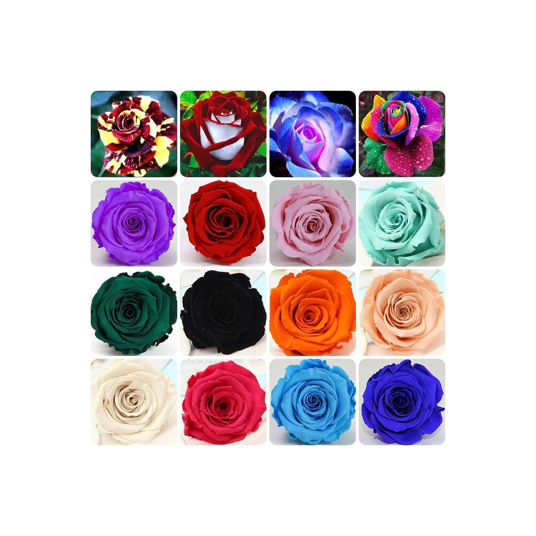 Rose Rosa Spp Flower For Planting In Backyard Gardening Home Garden Beds Flower Seeds for Home [neera-v5-d1f336736e8f292140b5]