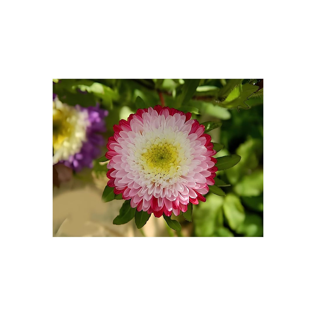 Red Aster Callistephus Chinensis Giant Moon Flower For Planting Suitable For Fall Blooms Garden [neera-v5-d1f42420365b9d1a23d9]