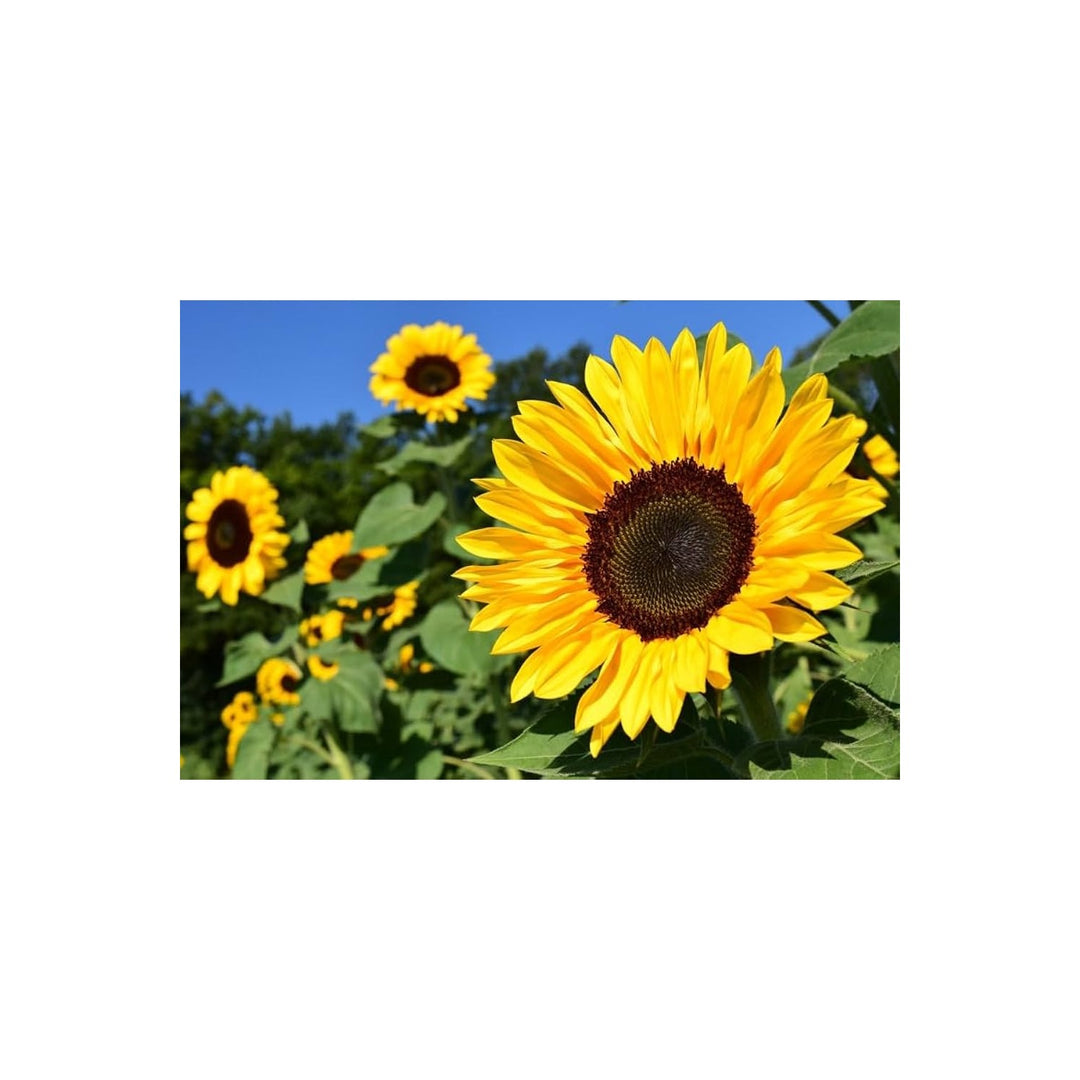 Sunflower Helianthus Annuus Flower For Planting Great For Backyard Gardening Pollinator [neera-v5-d20714094c2d6253708c]