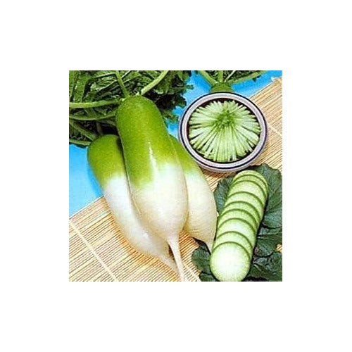 Rainbow Radish Seeds for Planting Green White [neera-v5-d2169ff1de7b6ab8828c]