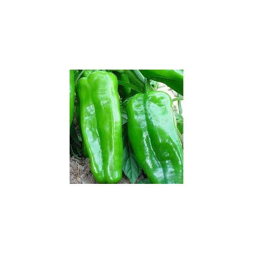 Big Jim Chili Pepper Seeds for Planting [neera-v5-d2172a7f096d8d53cf06]