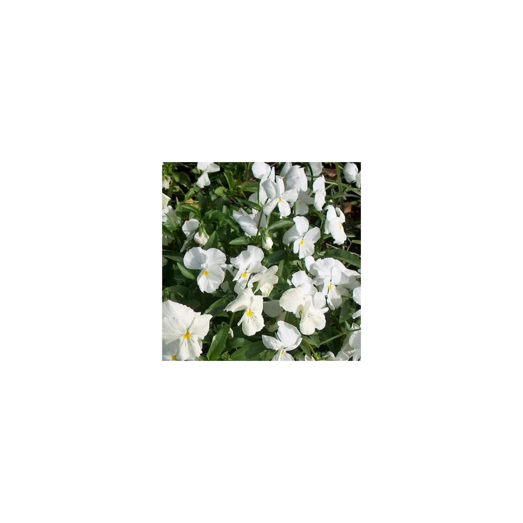 Heirloom Non Gmo Pansy Flower For Planting Colorful Cool Season Blooms Flower Seeds for Home Garden [neera-v5-d2202fe0ab700933fcba]