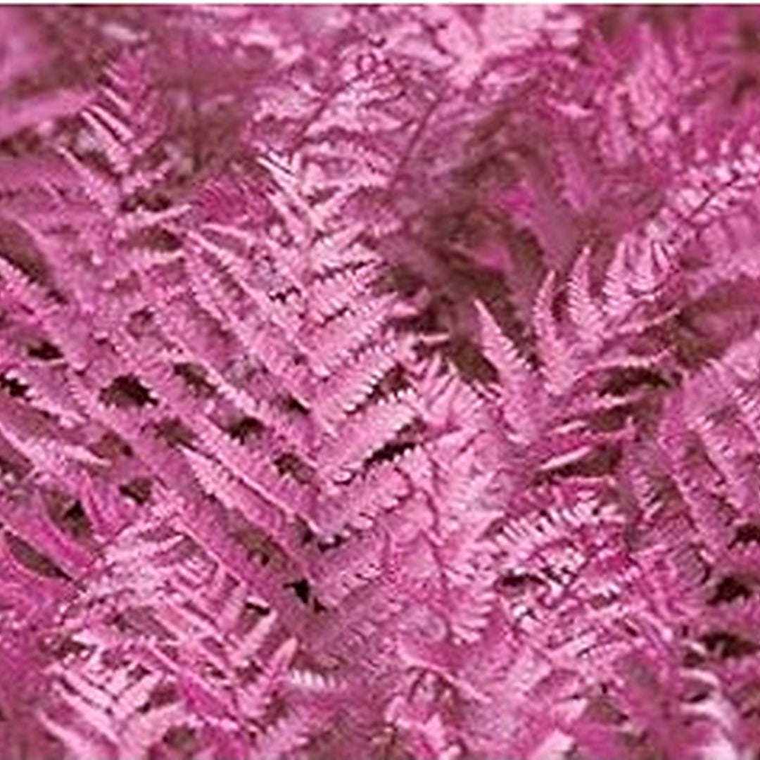 Organic Dark Pink Fern (Pteridophyta) Plant Seeds for Planting [neera-v5-d2205371ed47cbe241ee]