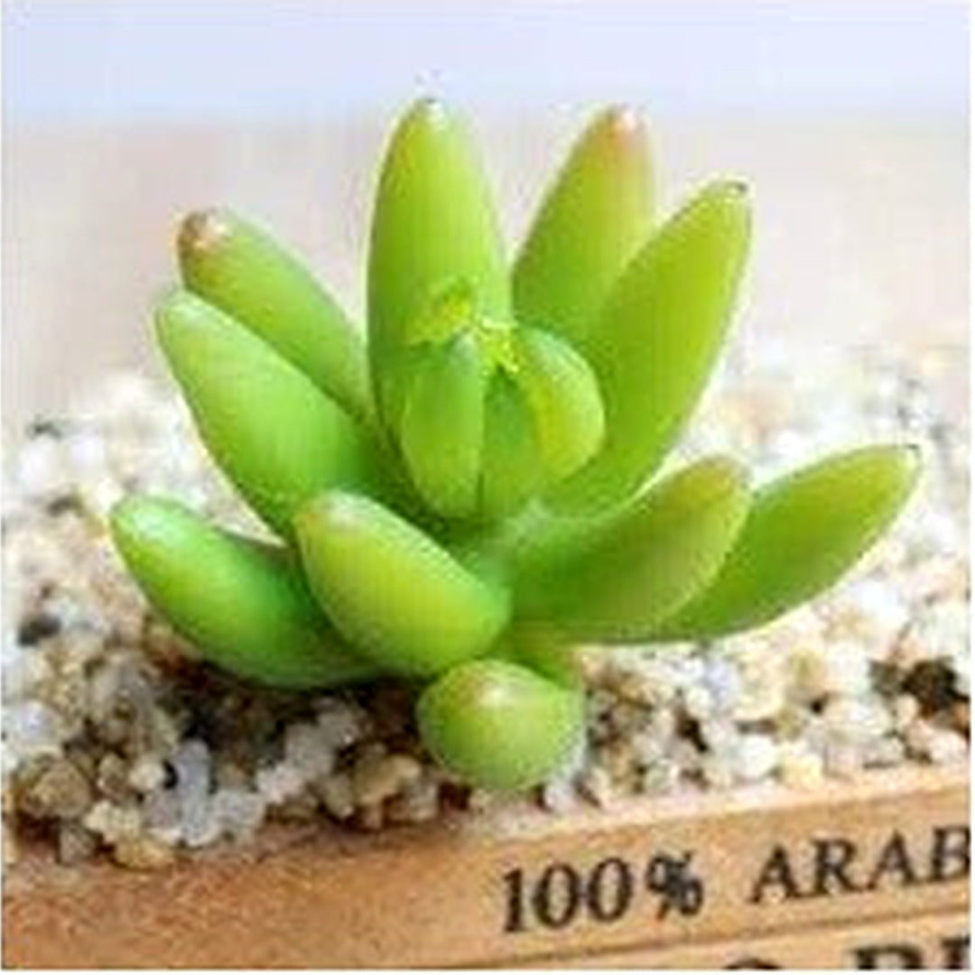 Heirloom Non-GMO Light Yellow Succulent Flower Seeds for Garden Planting | High Germination Organic Garden Seeds [neera-v5-d225eef7dfbe5cc3615d]