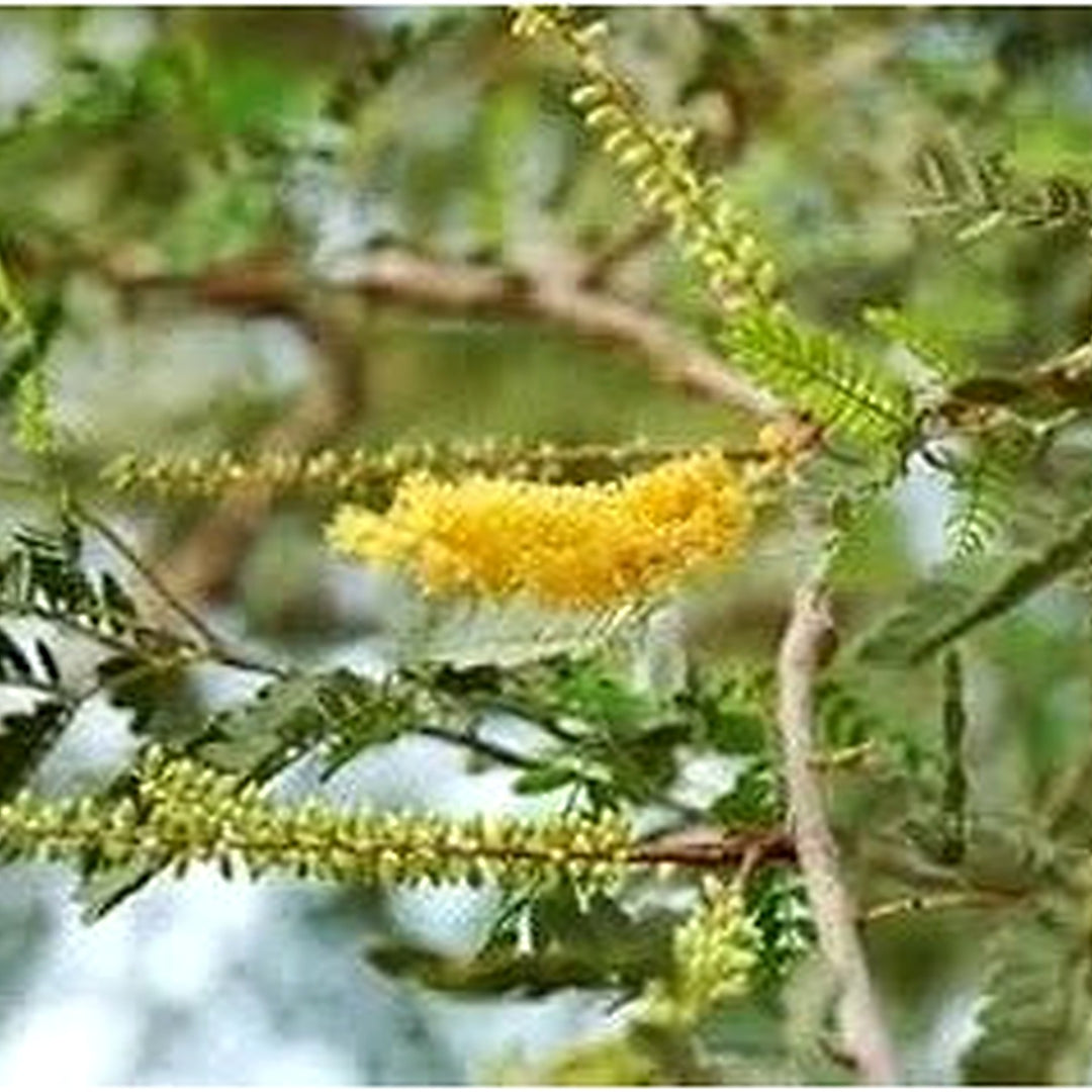 Prosopis Cineraria Tree For Planting Non Gmo Flower Seeds for Home Garden Planting, Vibrant Organic [neera-v5-d22bdfb4956248f44023]