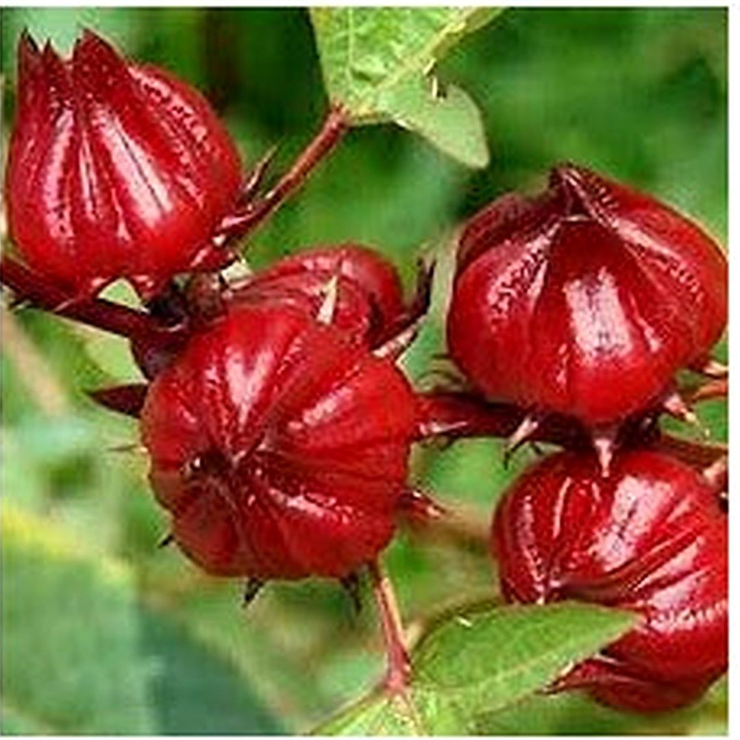 Roselle Flower Seeds for Planting [neera-v5-d2366bb92342b309a4ec]