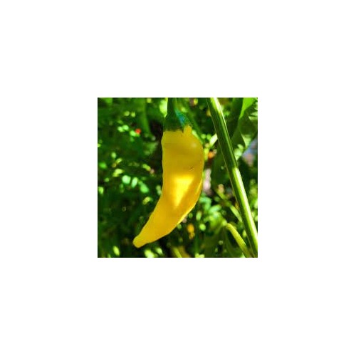Yellow Aji Limon Seeds for Planting [neera-v5-d23e10c8f13f78bf12d9]