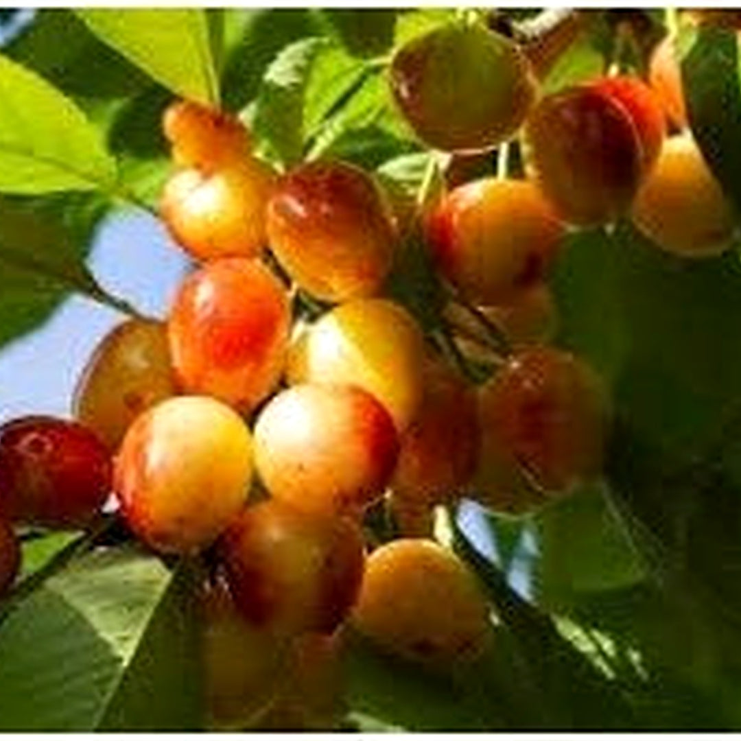 Rainier Sweet Cherry Fruit Seeds for Planting [neera-v5-d243f18aaa208d7ad760]