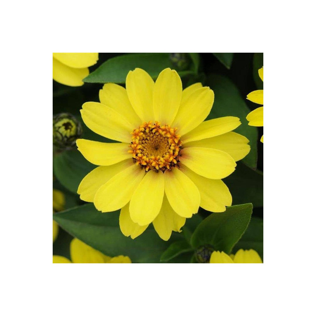Yellow Light Zinnia Flower For Planting Non Gmo Heirloom Garden Flower Seeds for Home Garden [neera-v5-d2446546a6b4ccb5012b]