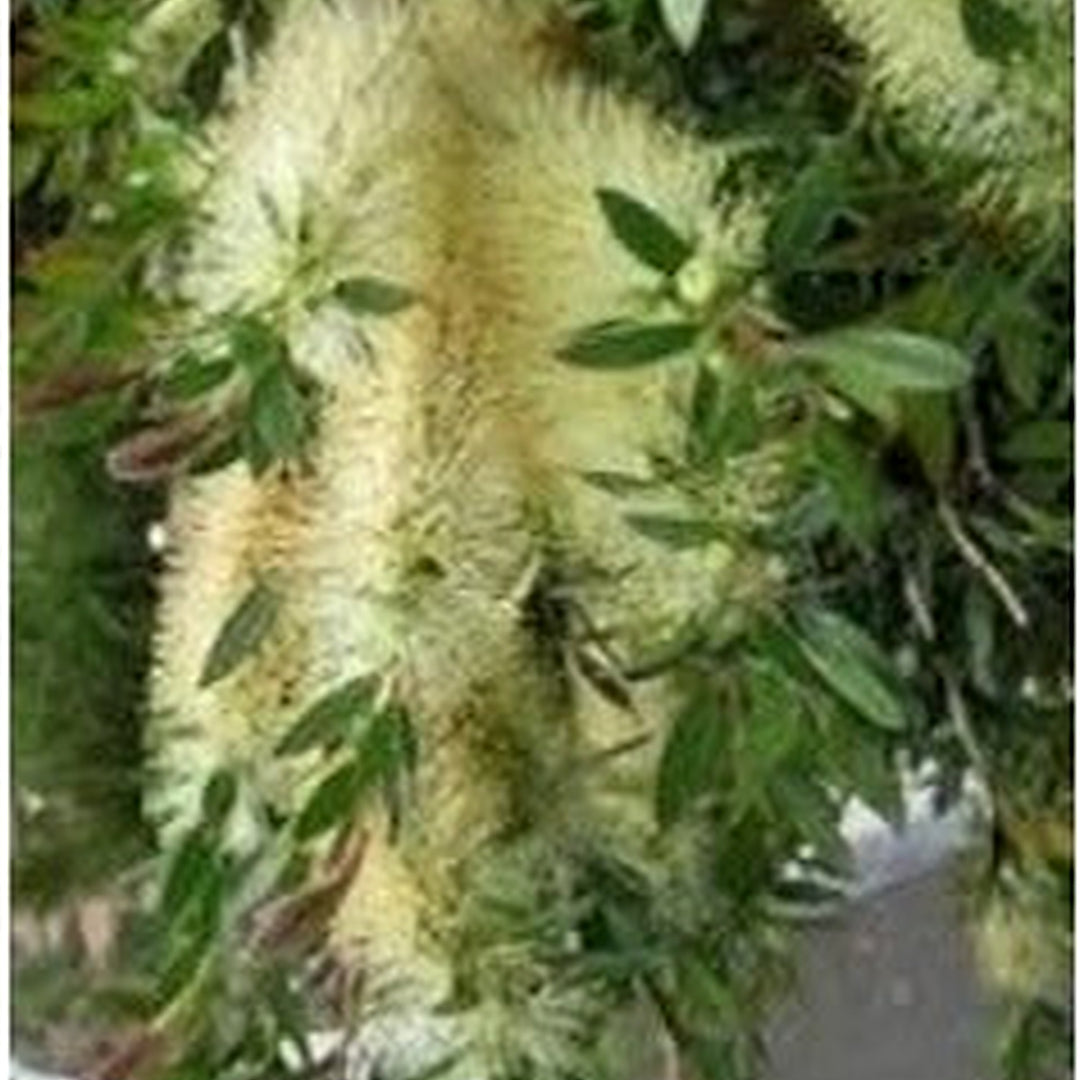 Green Callistemon Flower For Planting Flower Seeds for Home Garden Planting, Landscape Organic [neera-v5-d2463675964cc5e71e70]