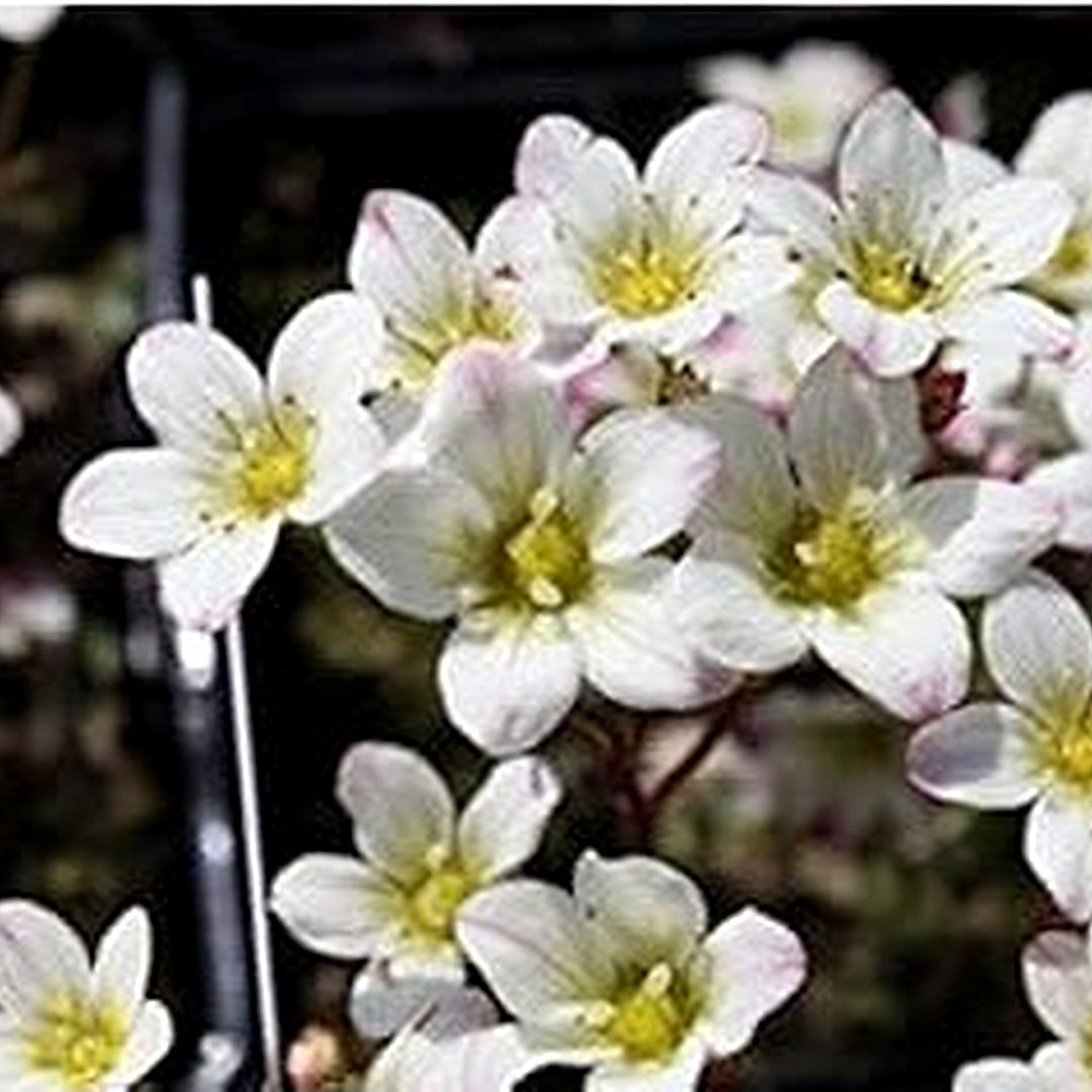 White Burren Flower For Planting Flower Seeds for Home Garden Planting, Fragrant Organic Blooming [neera-v5-d246c15c420839fe7bdd]