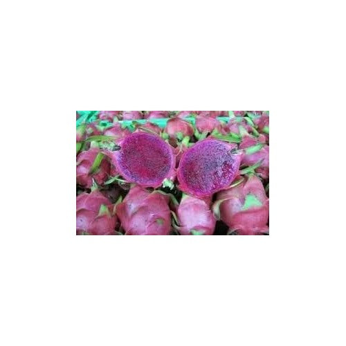 Lavender Pitaya Fruit Seeds for Planting [neera-v5-d24a8f360b5f3d4d5d7c]