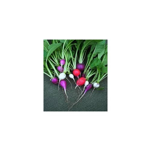 Heirloom Non-GMO Rainbow Radish Seeds for Planting [neera-v5-d24d30a7b5c21b71bfcf]