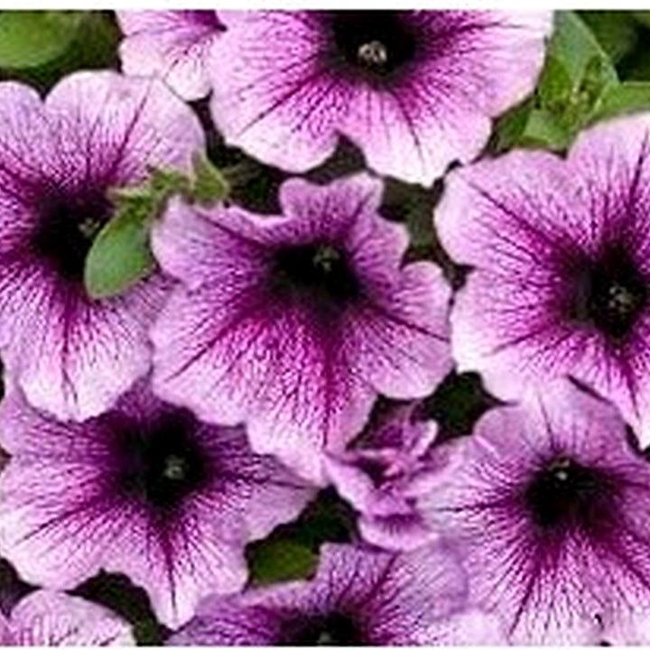 Heirloom Petunia Bordeaux Flower Seeds for Planting [neera-v5-d251d2d278d547e84479]