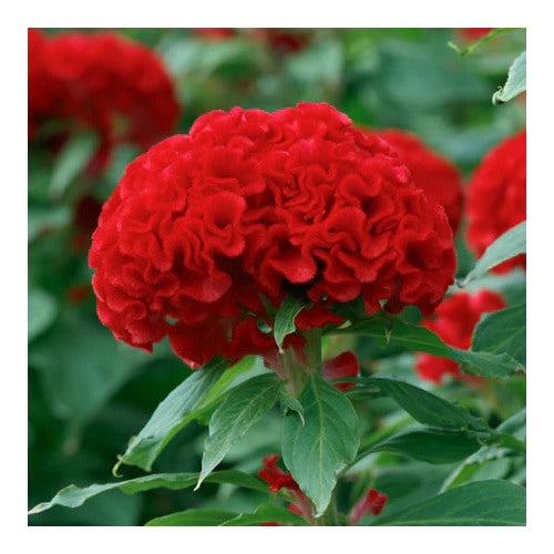 Celosia Chief Persimmon Flower Seeds for Planting [neera-v5-d253671ab6afea69360e]