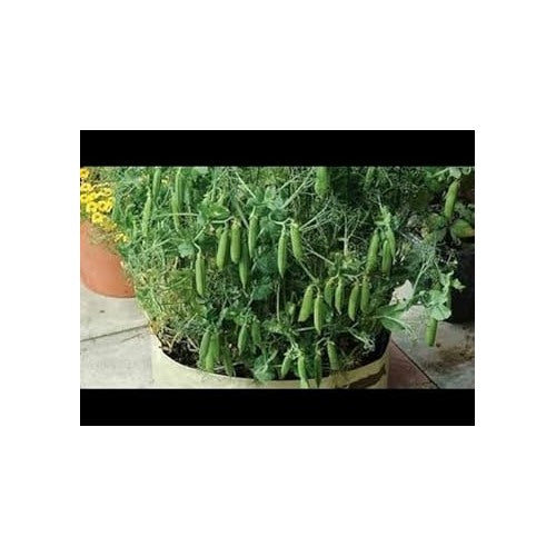 Snow Peas Seeds for Planting [neera-v5-d2537dc94fcd6fd27ebb]