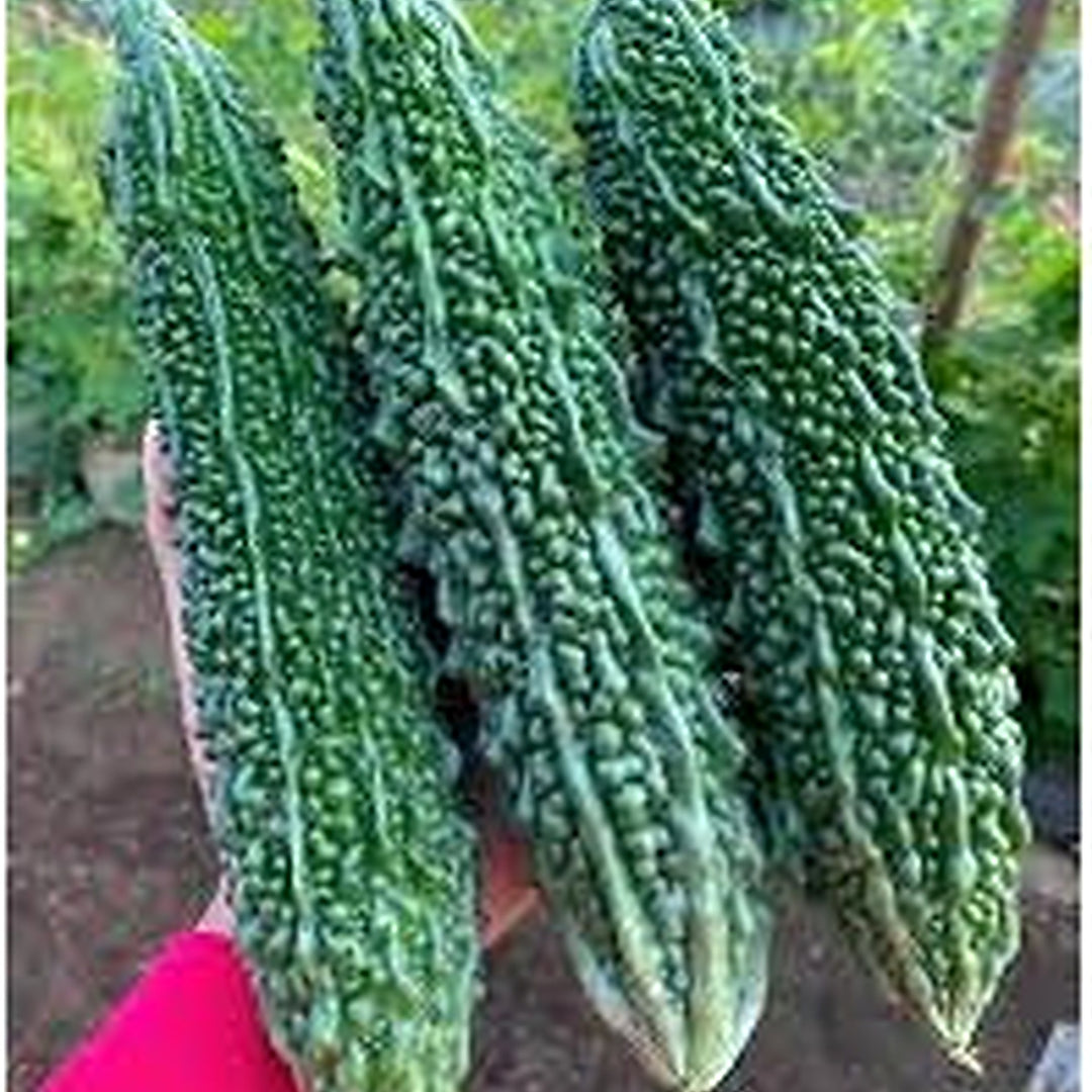 Indian Long Bitter Gourd Seeds for Planting [neera-v5-d25c03b293c927f5183a]