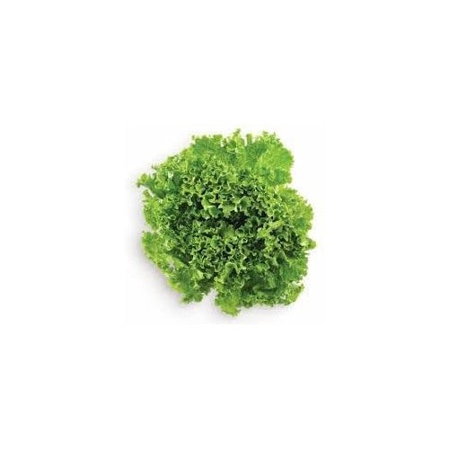Green Lettuce Seeds for Planting [neera-v5-d266a9b054bdd1b5f10e]